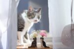保護猫活動応援